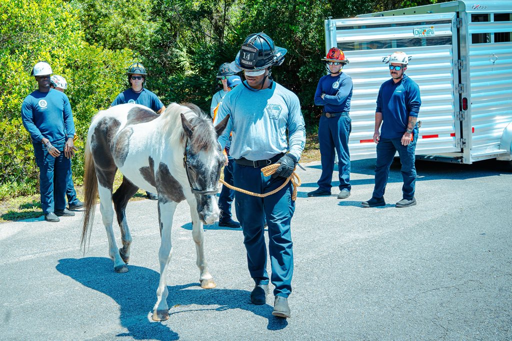 JFRD Firefighter leads horse